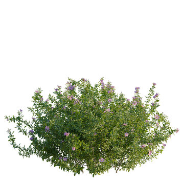 Cistus incanus tree, front view, cutout, transparent background, isolate, Elevation, Blooming Lavender Bush with Delicate Flowers, Close-up of Lush Purple Blossoms, Nature