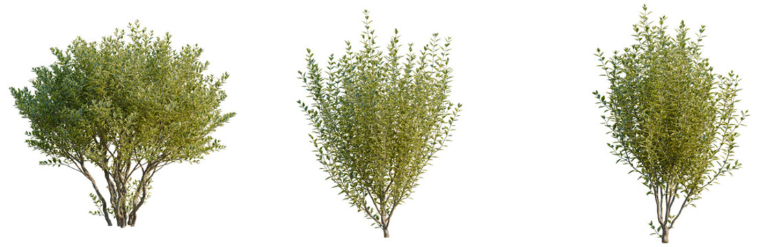 Ligustrum vulgare tree, front view, cutout, transparent background, isolate, Elevation, Dense evergreen conifer tree with vibrant green foliage, detailed branches and natural texture.