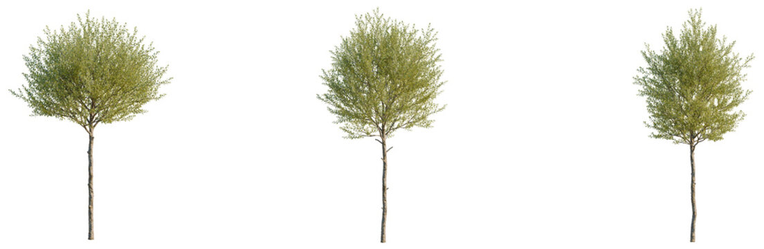 Ligustrum vulgare tree, front view, cutout, transparent background, isolate, Elevation, Close-up of a single fresh green leaf on a branch, natural light, macro photography.