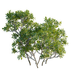 Obraz premium Myrica pensylvanica tree, front view, cutout, transparent background, isolate, Elevation, Blueberries on a Branch, Detailed Close-Up of Ripe Berries, Fresh Fruit