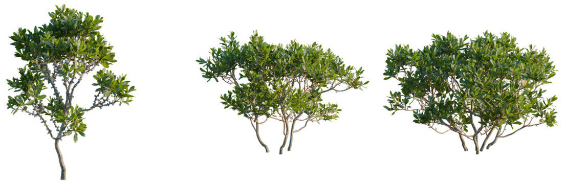 Myrica pensylvanica tree, front view, cutout, transparent background, isolate, Elevation, Branch of a Green Tree with Leaves, Detailed Texture, Natural Background, Isolated on White