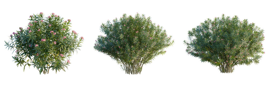 Nerium oleander tree, front view, cutout, transparent background, isolate, Elevation, Detailed Greenery of a Lush Plant with Vibrant Leaves, Perfect for Nature and Botanical Themes