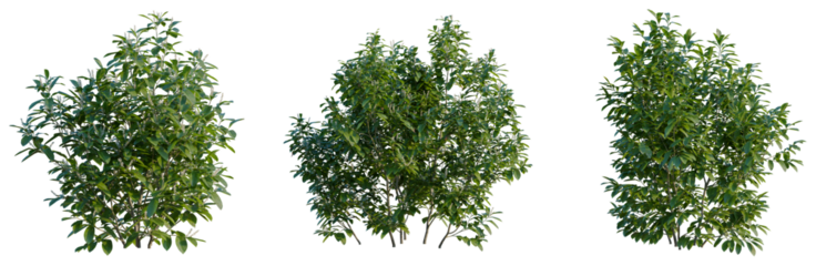 Prunus laurocerasus tree, front view, cutout, transparent background, isolate, Elevation, Green tree branch with leaves, detailed texture, nature element for design, spring concept.