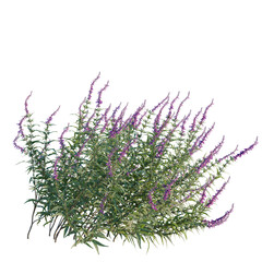 Salvia leucantha tree, front view, cutout, transparent background, isolate, Elevation, Close-up of vibrant purple lavender flowers in a garden, detailed floral photography