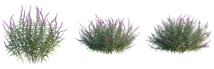 Salvia leucantha tree, front view, cutout, transparent background, isolate, Elevation, Lush Green Foliage Texture, Detailed Close-Up of Vibrant Plant Life, Natural Backdrop