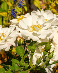 White roses bloom in a garden during sunny spring days with green leaves and soft petals all around
