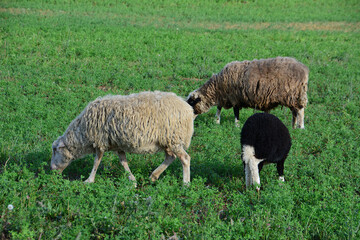 Obraz premium three domestic Sheep Grazing in a Green Pasture copy space
