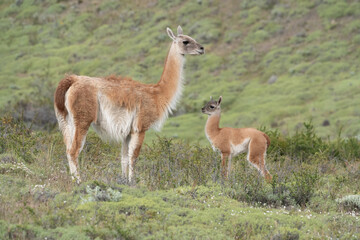 Obraz premium Guanaco mother and chulengo in the wild Patagonia, Torres del Paine, Chile.