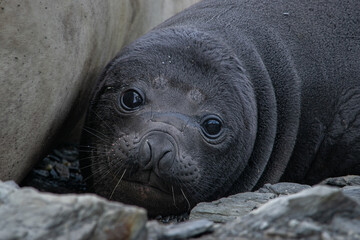 Obraz premium Elephant seal (Mirounga leonina) resting on a coast of Ushuaia, Patagonia Argentina
