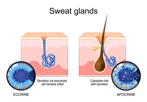Skin with Apocrine sweat gland and Eccrine sweat gland. comparison