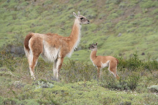 Guanaco mother and chulengo in the wild Patagonia, Torres del Paine, Chile.