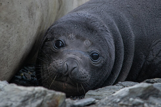 Elephant seal (Mirounga leonina) resting on a coast of Ushuaia, Patagonia Argentina