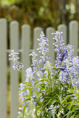 Naklejka premium Beautiful salvias are popular and easy to grow. They are a favorite of hummingbirds, butterflies, and bees. Flowers bloom in shades of blue, dark purple, lavender, red, pink, white and yellow.