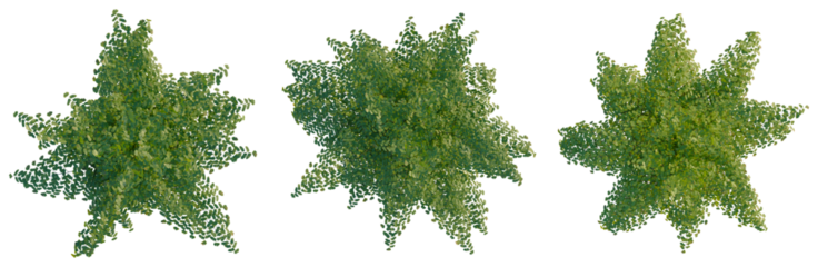 Adiantum capillus tree plan, top view, cutout, transparent background, isolate, Lush Green Tree Canopy with Detailed Foliage, Perfect for Nature and Landscape Design Visuals