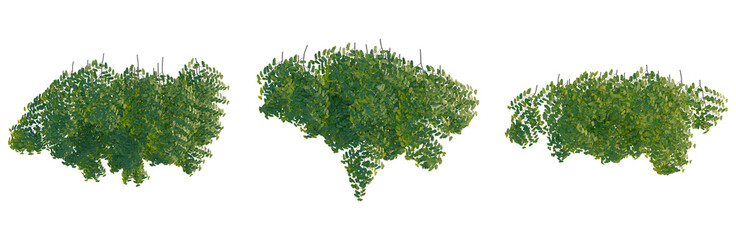 Adiantum capillus tree plan, top view, cutout, transparent background, isolate, Lush Green Foliage Branch, Detailed Texture, Nature Element, Tropical Plant, Botanical Illustration