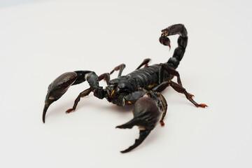 scorpion, arachnid, desert scorpion, poisonous, venomous