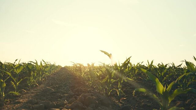 agriculture, corn field sunset, organic corn sprouts, new fresh corn stalks sunlight, high quality new young corn growing field, growing nutritious grain farm, farming concept, agricultural field