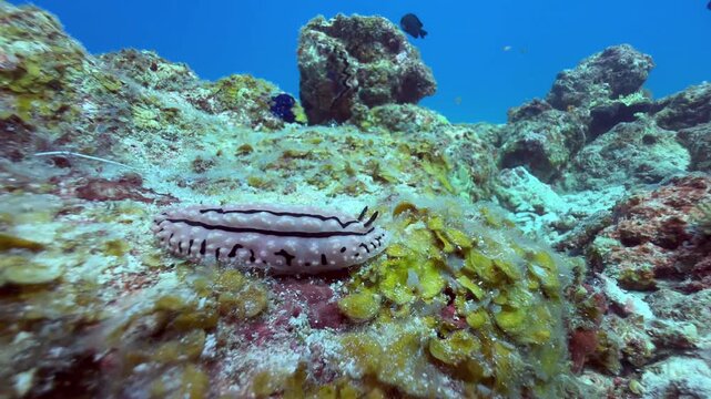 Nudibranch from family Phyllidiidae near Mnemba Island, Zanzibar. Tanzania.