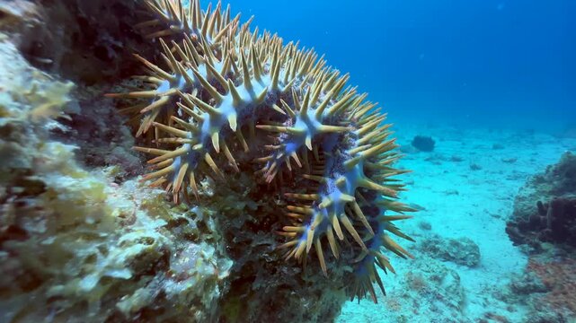 Underwater shot of Crown-of-thorns starfish (Acanthaster planci) near Mnemba Island, Zanzibar, Tanzania.