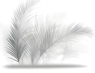 Obraz premium abstract shadov of palm leaves on a transparent background, 