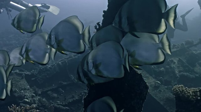 School of Longfin Spadefish (Platax teira) huddles together in the shadows of the Giannis D's tilted metal beams. These fish are a signature sight at the Abu Nuhas reef.