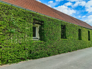 Building with red tiled roof, exterior walls of which are completely covered with evergreen ivy. Copy space.