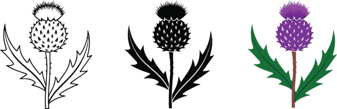 Collection of thistle illustrations including line art silhouette and color vector graphics for design projects
