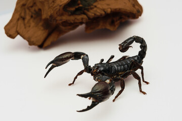 scorpion, arachnid, desert scorpion, poisonous, venomous