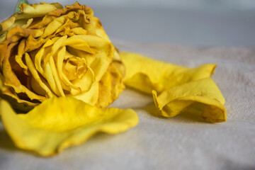 Dried yellow rose and fallen petals. Dried flowers often symbolize transience of time or lost love. Concept of fading and completeness. Close-up. Copy space. Soft focus.