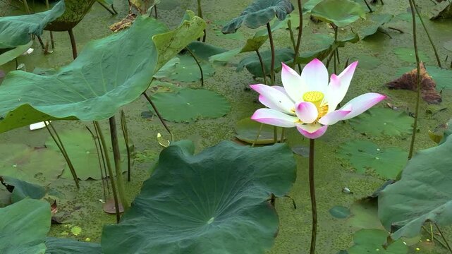 A still-footage close-up of a single white lotus rising above murky green pond water. Delicate petals, tipped with pale pink, unfurl around a bright yellow seed pod