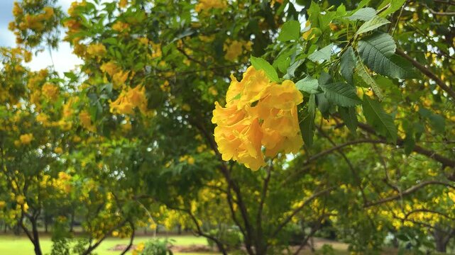 A close-up still of a cluster of vibrant yellow flowers hanging from a tree branch. Soft, ruffled petals form trumpet-like blooms that glow against a backdrop of sun-dappled green leaves.
