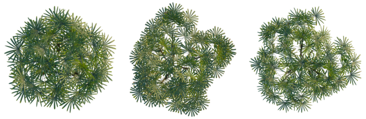Rhapis excelsa tree plan, top view, cutout, transparent background, isolate, Detailed close-up of lush green fern leaves, perfect for nature and botanical themed designs.