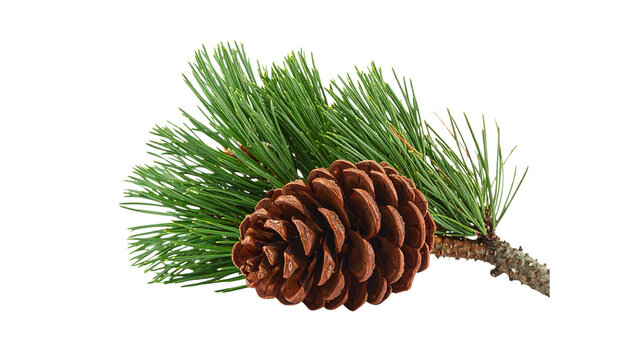 Branch of Mugo pine (Pinus mugo Turra), with pine cones, isolated on white background