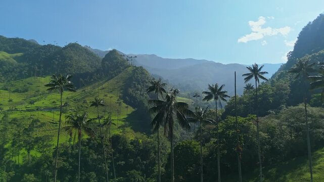 Aerial view of lush green hills and palm trees in the Andes Mountains of Colombia, showcasing the natural beauty of the Cafetera Region
