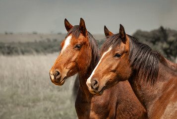 Obraz premium Portrait of two bay horses standing side by side in a grassland, with their ears up, looking attentively in a side ways direction