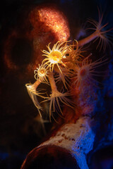 Parazoanthus axinellae Yellow Cluster Anemone in Ayvalik © Murat