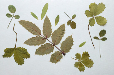 Pressed and dried leaves, flowers isolated on white background. For use in floral patterns, herbariums, scrapbooking.