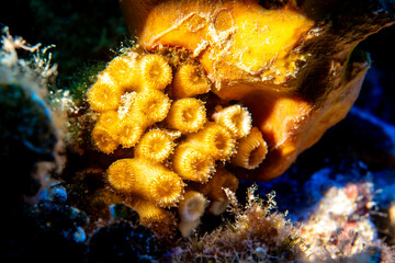 Mediterranean Stony Coral Cladocora caespitosa in Natural Habitat