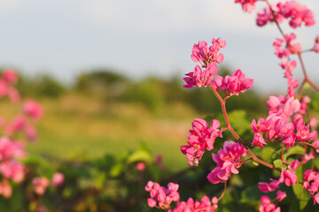 Vibrant pink Mexican Creeper flowers blooming in a sunny garden.
