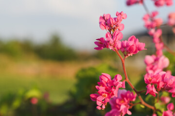 Obraz premium Vibrant pink Mexican Creeper flowers blooming in a sunny garden.