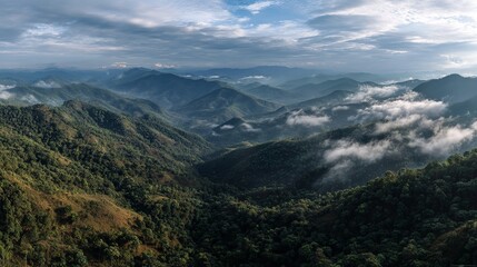 Amazing wild nature view of layer of mountain forest