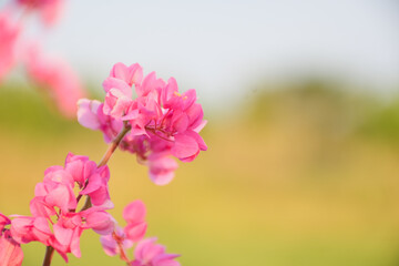 Obraz premium Vibrant pink Mexican Creeper flowers blooming in a sunny garden.