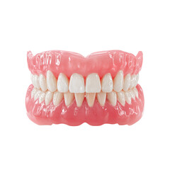 Obraz premium Model of upper and lower dentures showing realistic teeth and gums used for dental training and education purposes