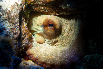 Common Octopus (Octopus vulgaris) in Coastal Waters