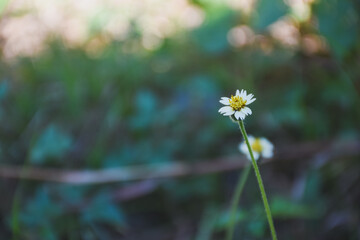 A tiny white wildflower blooming in a blurry green field.