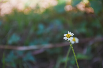 A tiny white wildflower blooming in a blurry green field.