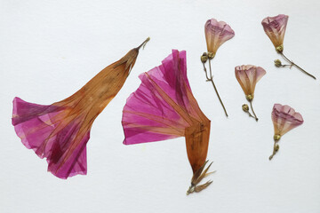 Pressed and dried leaves, flowers isolated on white background. For use in floral patterns, herbariums, scrapbooking.