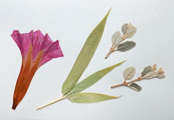 Pressed and dried leaves, flowers isolated on white background. For use in floral patterns, herbariums, scrapbooking.