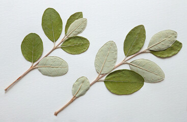 Pressed and dried leaves, flowers isolated on white background. For use in floral patterns, herbariums, scrapbooking.