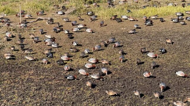 干潟で餌を食べるヒドリガモの群れ